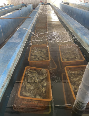 Kaydeli Seawater Chiller 