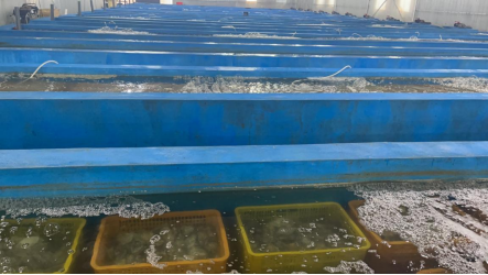 Kaydeli Seawater Chiller 