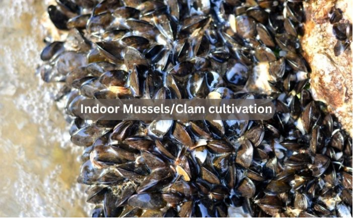 Kaydeli Seawater Chiller: Revolutionizing Indoor Clam or mussels Cultivation with Cutting-Edge Technology